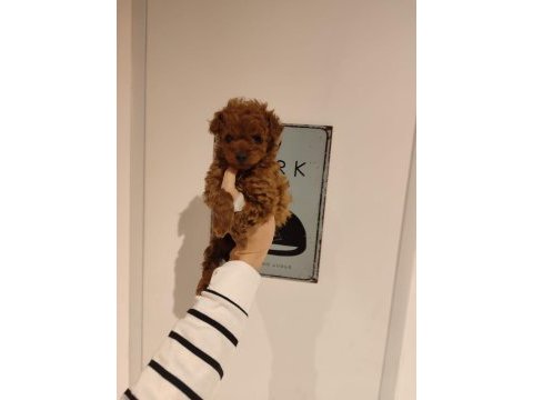 Kilo ve boy garantili poodle yavrularım