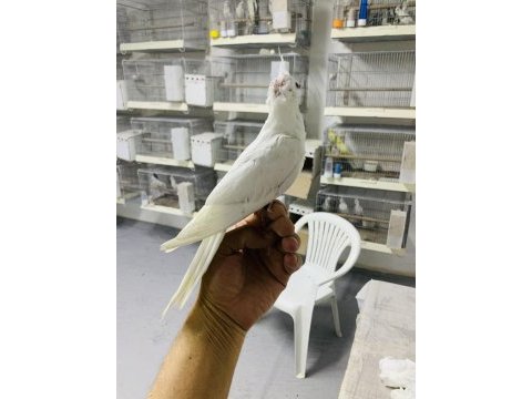 Yavru albino kırmızı göz sultan papağanı