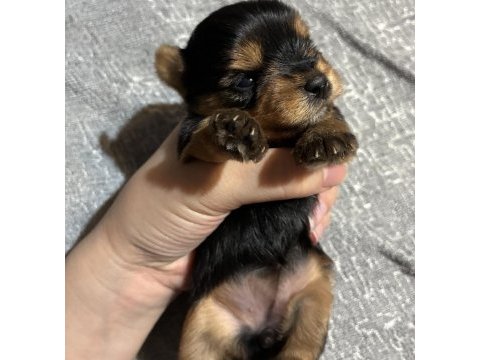 Saf kan a kalite türkiyede böylesi yok yorkshire terrier