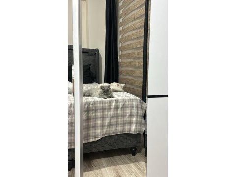 3 aylık yavru kediler