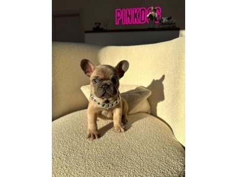 50 günlük blue sable erkek french bulldog