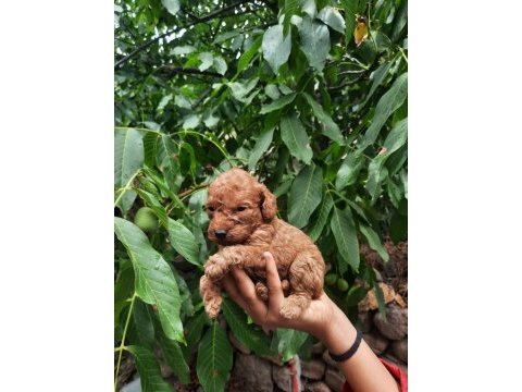 Tatlı ırk garantili korekan poodle yavrularımız