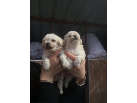 Maltese bebekler