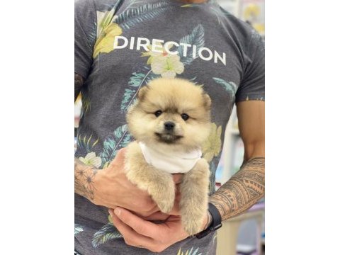 Pomeranian cinsi köpekler