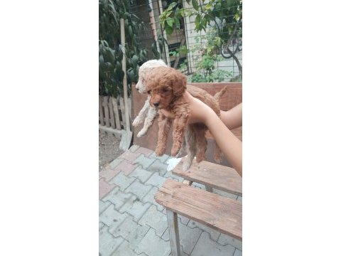 Renk renk minyatür poodle yavrular