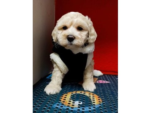 Kıvır kıvır orjınal maltipoo bebekler