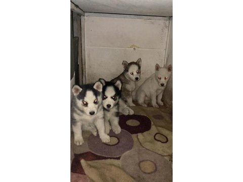 Muhteşem sibirya kurdu (husky) yavrularımız