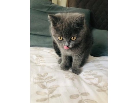 Gri british shorthair erkek 60 günlük