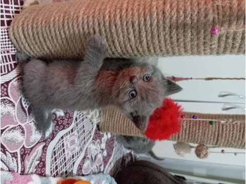 British shorthair 2 aylık yavru