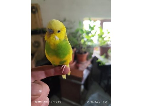 Ele alışık erkek muhabbet kuşu