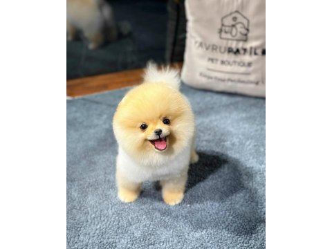 Özel pomeranian yavrular sağlık garantili