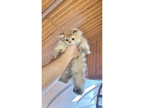 British longhair yavrularımız yuvalarını arıyor