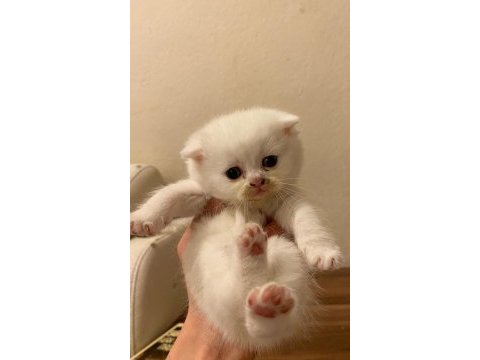 Dünya tatlısı scottish fold yavrularım
