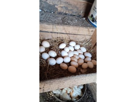 Kuluçkalık süs tavuğu yumurtası