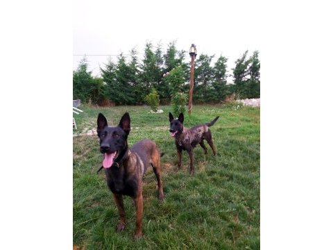 A+ kalite safkan malinois yavruları