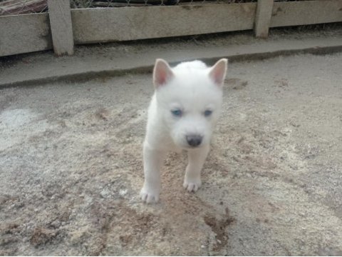 2 aylık husky yavrumuz yeni yuvasını bekliyor
