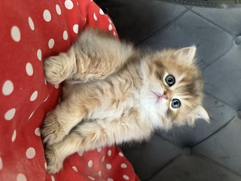 Pamuk safkan brıtısh longhair