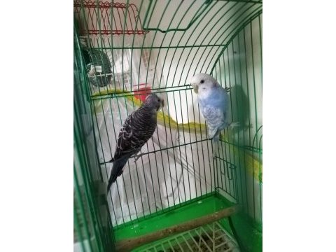 Takasa açık yumurtalı hazır muhabbet kuşu takımlar