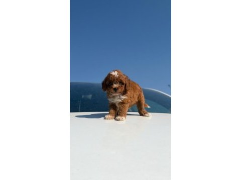 Parti color toy poodle yavrular