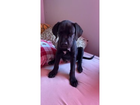 Siyah cane corso erkek 3 aylık