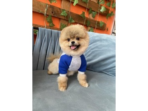 Show kalite teddy bear pomeranian boo