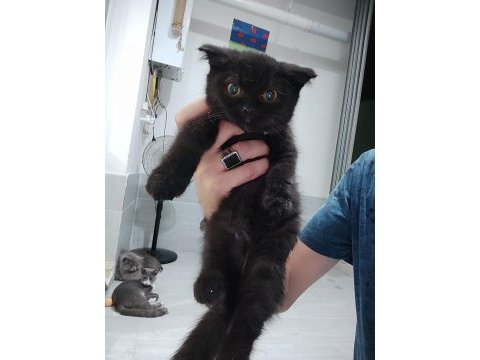 55 günlük british shorthair yavrular