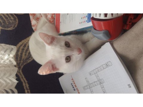 Kedimiz beyaz pamuğum