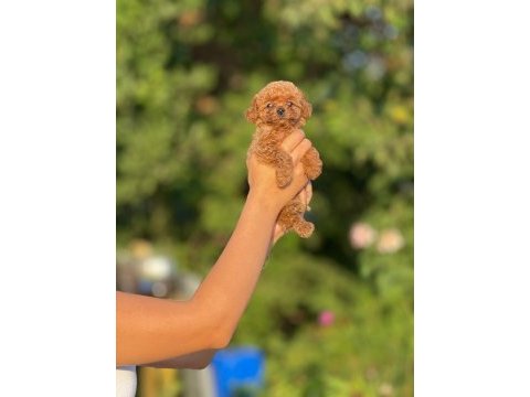 En küçük boy teacup bebekler 