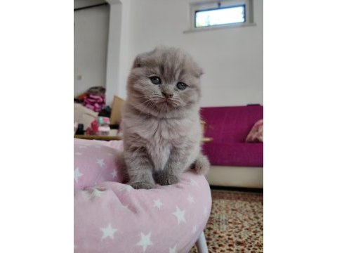 Scottish fold lüleburgaz bilgi için yazabilirsiniz