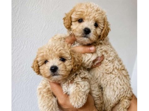 Tuvalet eğitimli maltipoo yavrular