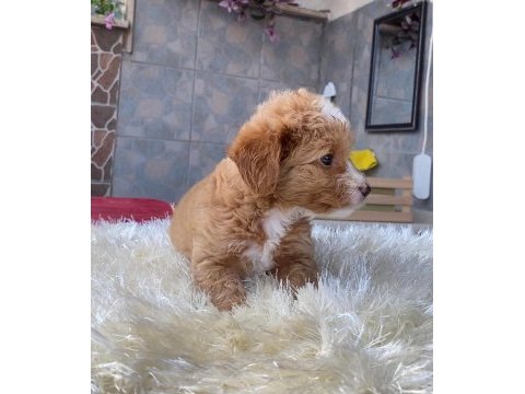 Maltipoo yavrularım harika renk anatomi ve boy