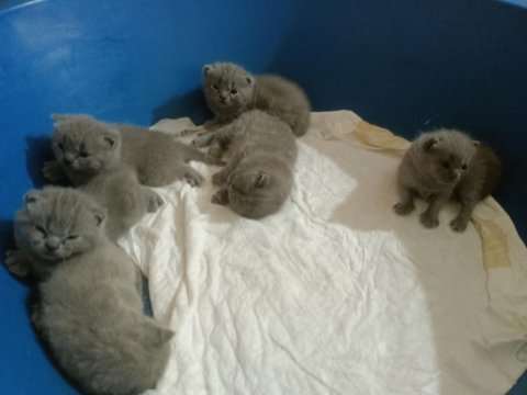 Yavru safkan ingiliz british shorthair