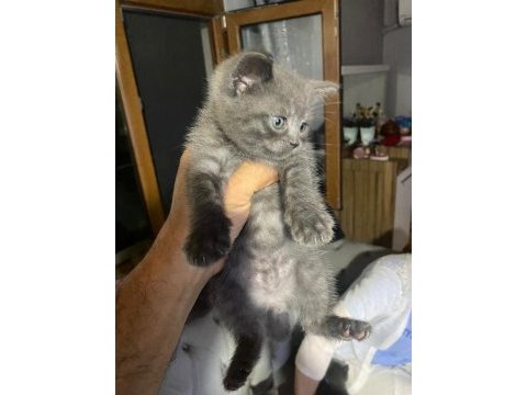 British shorthair grey