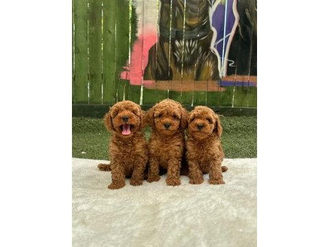 Toy poodle yavruları