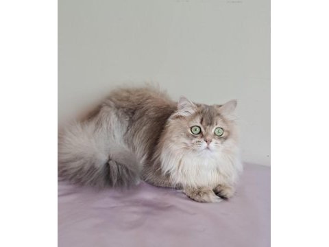 British longhair (blh) erkek cana yakın uysal