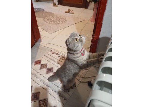 Çok tatlı uygun puana dişi scottish fold