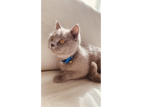 Yuva arıyoruz british shorthair