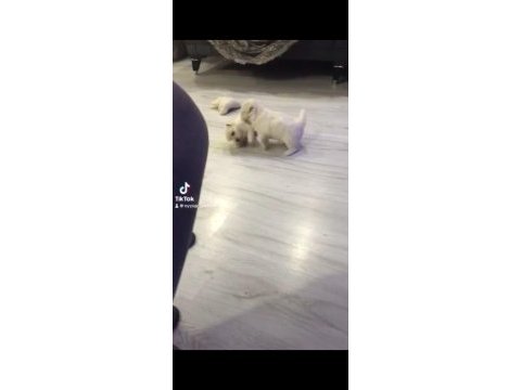 Dişi yavru malta terrier