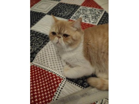 Exotic shorthair 1 yaşında