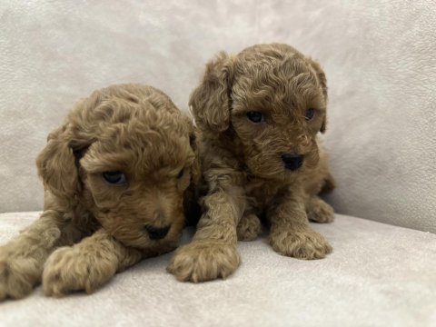 Kore toy poodle
