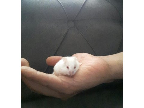 Hamster gonzales suriye anaç ve yavrular