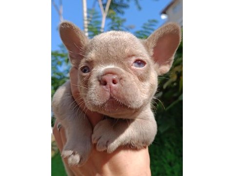 New shade isabella and tan dişi french bulldog yavrumuz