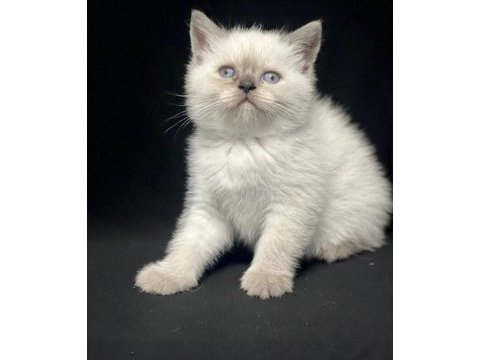 Mükemmel british shorthair yavrular sakarya