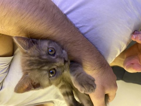 British shorthair kedimiz
