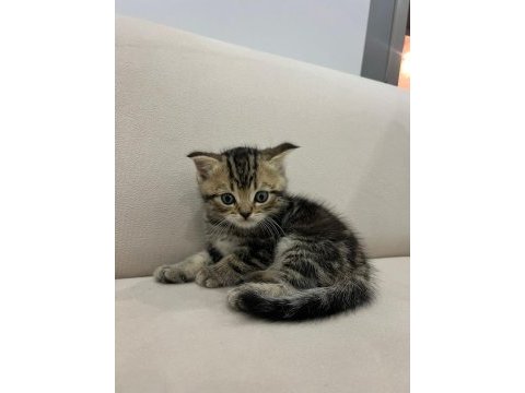 British longhair yavrularımız