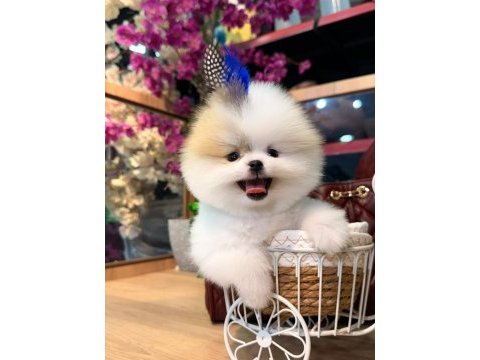 Sağlık ve ırk garantili pomeranian köpeği