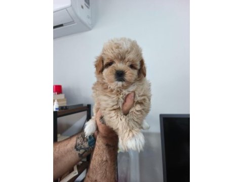 Maltipoo yavruları