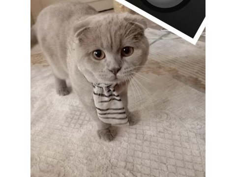 Scottish fold kedisi