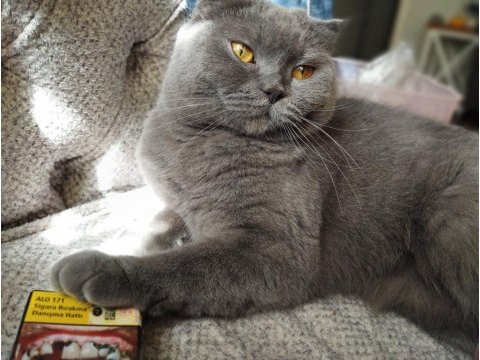 Scottish fold sahiplendirme açıklamayı oku
