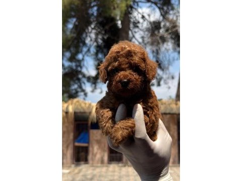Kore poodle yavrularımız